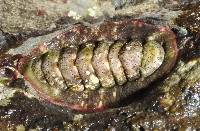 藏品(錦石鱉)的圖片