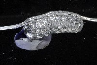 藏品(紫螺)的圖片