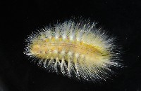 藏品(未知種仙蟲)的圖片