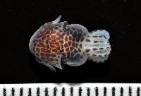 藏品(柏氏四盤耳烏賊)的圖片