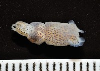 藏品(未知種微鰭烏賊)的圖片