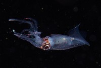 藏品(線紋擬鉤腕魷)的圖片