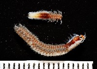 藏品(未知種沙蠶-異沙蠶體)的圖片