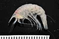 藏品(未知種曲蝦)的圖片