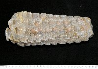 藏品(椰子螺)的圖片