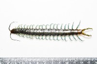 藏品(日本巨蜈蚣)的圖片