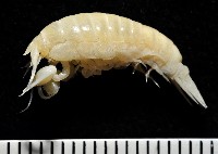 藏品(未知種深海鉤蝦)的圖片