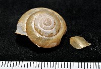 藏品(阿禮高腰蝸牛)的圖片