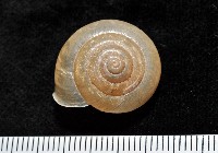 藏品(阿禮高腰蝸牛)的圖片