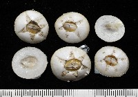 藏品(龜藤壺)的圖片