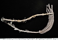 藏品(維氏三角鎧茗荷)的圖片