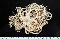 藏品(未知種筐蛇尾)的圖片