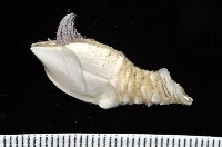 藏品(小甲小鎧茗荷)的圖片