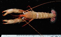 藏品(史氏擬海螯蝦)的圖片