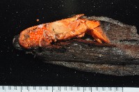 藏品(大門螯(大輕石)寄居蟹)的圖片