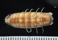 藏品(道氏紡錘水虱)的圖片