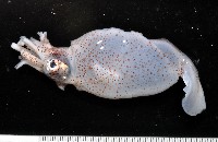 藏品(瓦爾迪瓦紡錘魷)的圖片