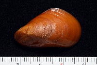 藏品(深海殼菜蛤的一種)的圖片