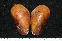 藏品(平端深海殼菜蛤)的圖片