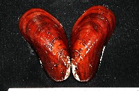 藏品(平端深海殼菜蛤)的圖片