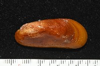 藏品(斧形深海殼菜蛤)的圖片