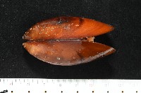 藏品(平端深海殼菜蛤)的圖片