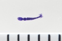 藏品(新種葉槽絛蟲)的圖片