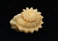 藏品(綠島花冠螺)的圖片
