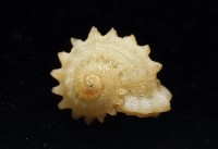 藏品(小夜曲花冠螺)的圖片