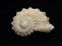 藏品(飛碟花冠螺)的圖片
