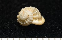 藏品(雞籠花冠螺)的圖片