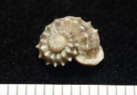 藏品(基隆花冠螺)的圖片