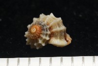 藏品(大溪花冠螺)的圖片