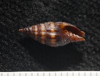 藏品(明光蛹筆螺)的圖片