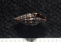 藏品(暮靄蛹筆螺)的圖片