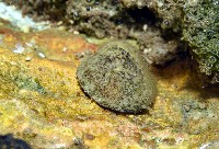 藏品(壁蜑螺)的圖片