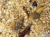 藏品(瘤蜷)的圖片