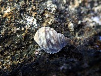 藏品(黑尖玉黍螺)的圖片