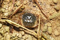 藏品(字紋弓蟹)的圖片