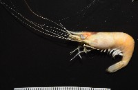 藏品(澳洲(南海)沼蝦)的圖片