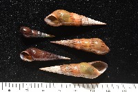 藏品(錐蜷)的圖片