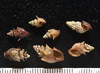 藏品(塔蜷)的圖片