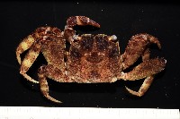 藏品(印痕仿相手蟹)的圖片