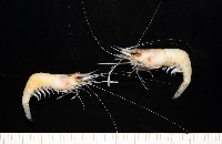 藏品(澳洲(南海)沼蝦)的圖片