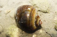 藏品(福壽螺)的圖片