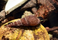 藏品(錐蜷)的圖片