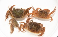 藏品(拉氏明溪蟹)的圖片