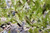 藏品(湧泉新米蝦)的圖片