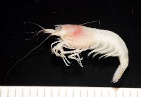 藏品(湧泉新米蝦)的圖片