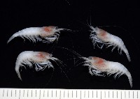 藏品(未知種新米蝦)的圖片